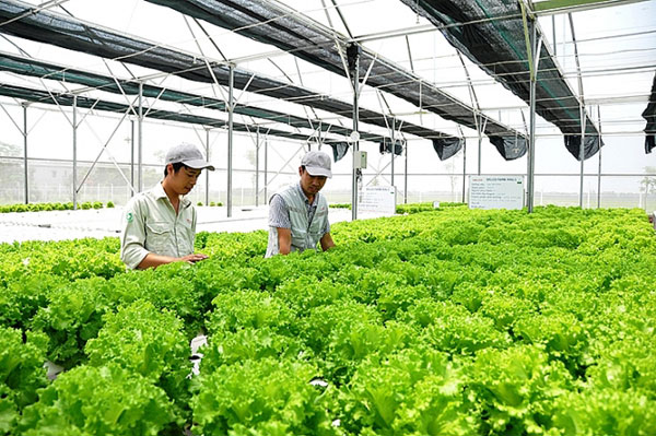 Tham gia đơn hàng nông nghiệp Nhật Bản